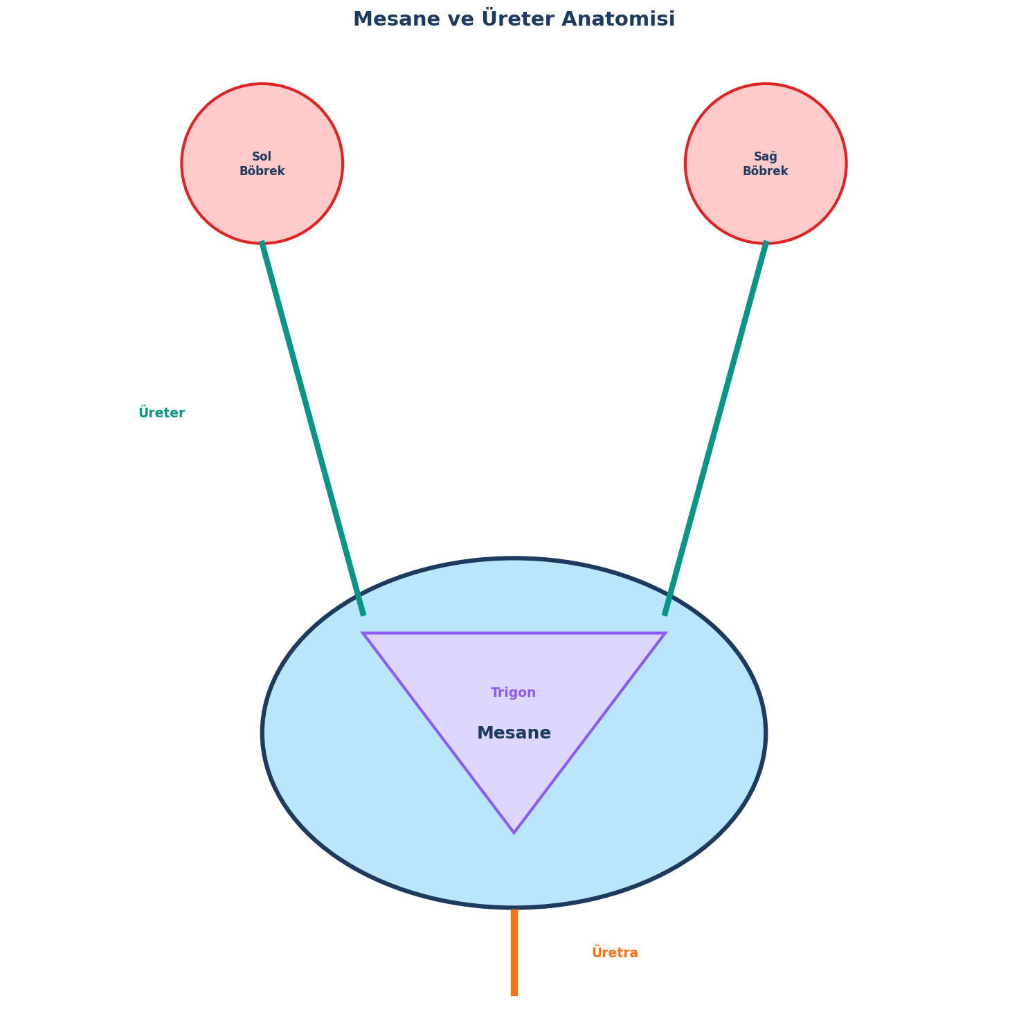Mesane ve Üreter Anatomisi