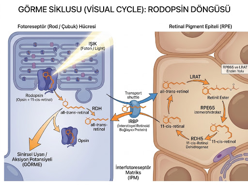 Görme siklusu - A vitamini ve retina