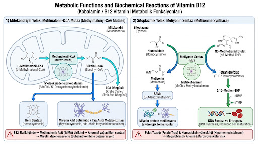 B12 vitamini metabolik fonksiyonları