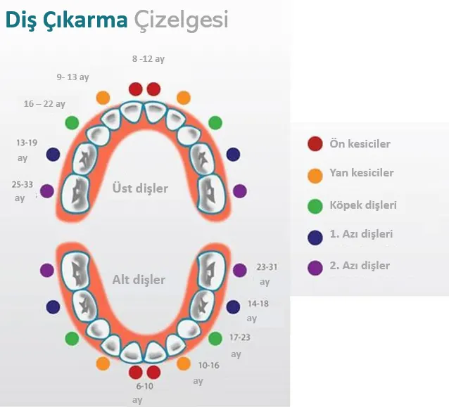 diş çıkarma çizelgesi
